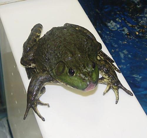 一只牛蛙有多重