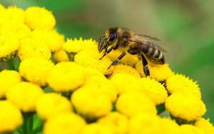 蜜蜂的采集范围有多大？_库百科养蜂养殖