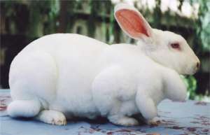 喂养肉兔的饲料添加剂有哪些？_库百科兔子养殖