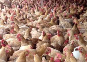 禾丰肉鸡志争第一 东北畜牧业将迎黄金三十年_库百科肉鸡养殖