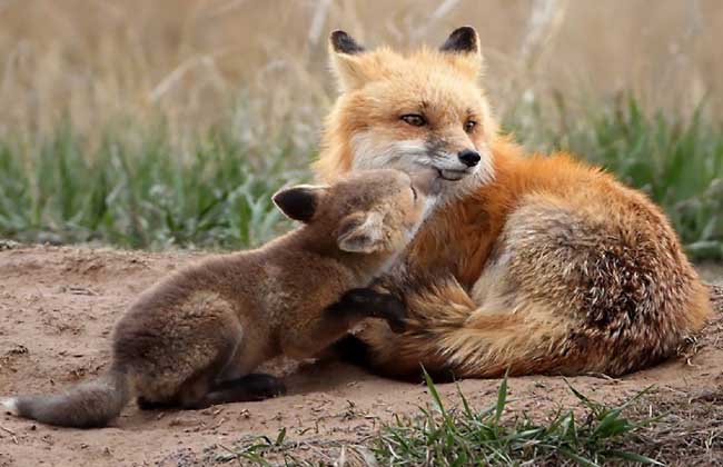 育成期银狐的饲养管理