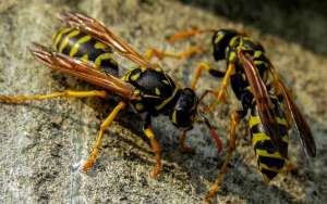 马蜂毒是酸性还是碱性？_库百科养蜂养殖