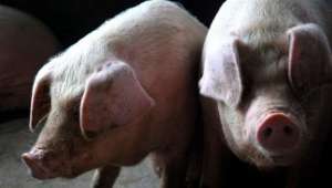 养殖母猪最头疼的“几件事”你都知道吗？