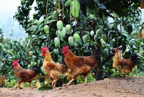 果园散养柴鸡的防疫管理