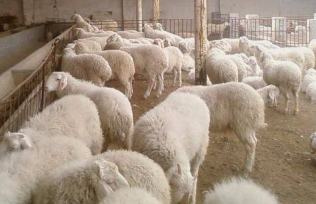 养羊的利润与成本有多少？