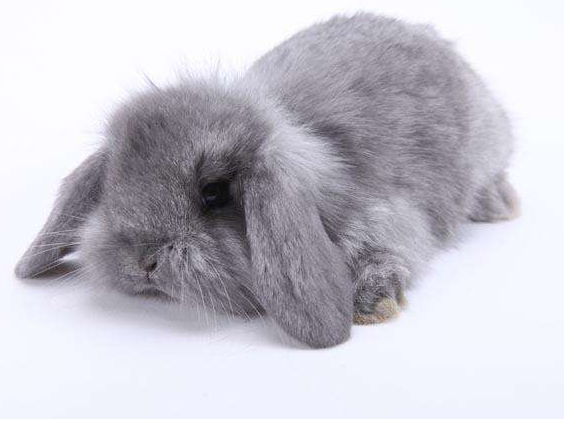 灰色长毛兔图片