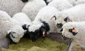 羊养殖业将要面临的风险_库百科肉羊养殖_库百科养羊