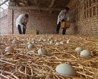蛋鸭养殖技术 帮你养好蛋鸭