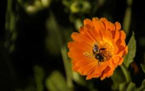 蜜蜂酿蜜过程是怎样的？_库百科养蜂养殖