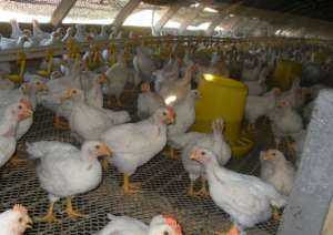 肉鸡和土鸡的区别以及分辨方法_库百科肉鸡养殖