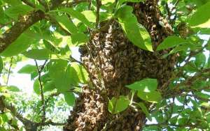 引诱蜜蜂最快的方法_库百科养蜂养殖