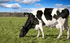 奶牛饲料有哪些 奶牛饲料种类介绍_库百科养牛