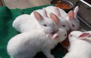 养殖肉兔短期育肥的技术_库百科兔子养殖