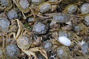 养河蟹的水质要求与解决方案_库百科螃蟹养殖