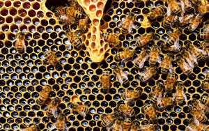 不让蜜蜂分蜂怎么解决？_库百科养蜂养殖