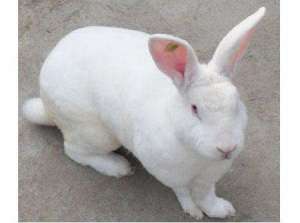 獭兔和家兔的习性区别_库百科兔子养殖