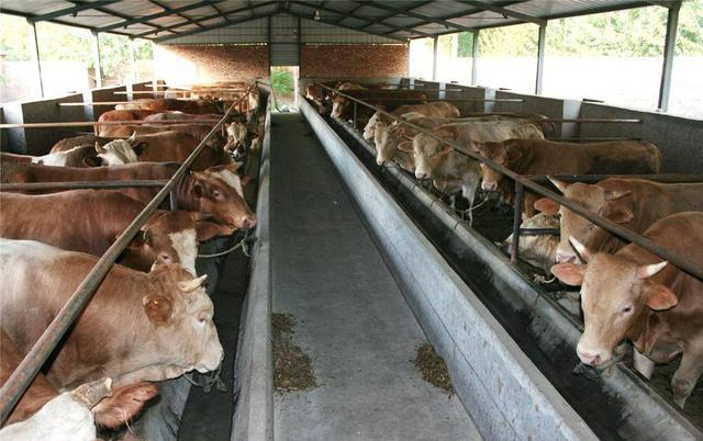 养牛发酵床的维护与管理