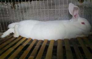 獭兔肉兔养殖技术之间的区别_库百科兔子养殖