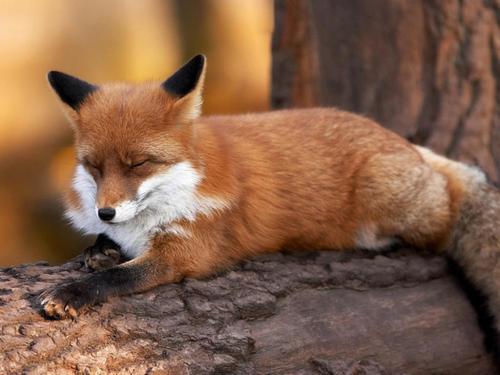 狐狸不同阶段饲养管理方法