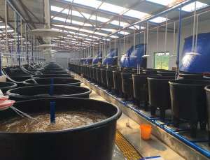 南美白对虾工厂化养殖系统设备_库百科龙虾养殖