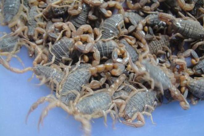 蝎子养殖的疾病防治