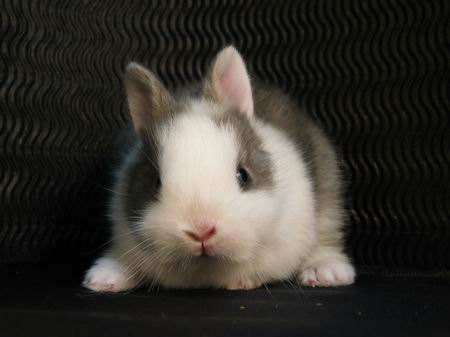 宠物兔养殖场建设要求