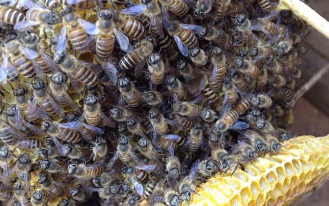 春季养蜂技术及注意事项