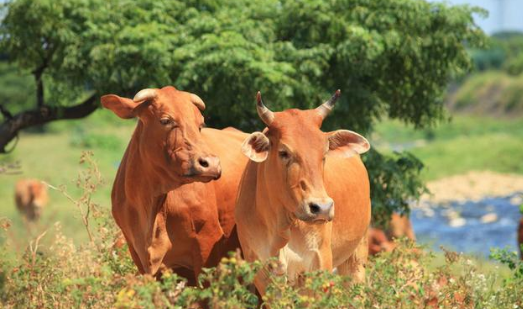 小区规模肉牛养殖技术