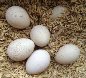 火鸡种蛋孵化的全部流程_库百科火鸡养殖