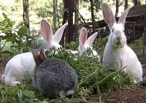 肉兔群养肥育技术介绍_库百科兔子养殖
