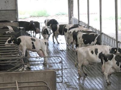 奶牛难产的原因及预防措施