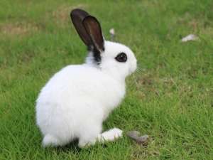 如何预防獭兔中毒_库百科兔子养殖