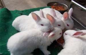 肉兔子怎么养殖配种？肉兔配种技术_库百科兔子养殖