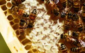 蜜蜂巢虫防治最有效方法_库百科养蜂养殖