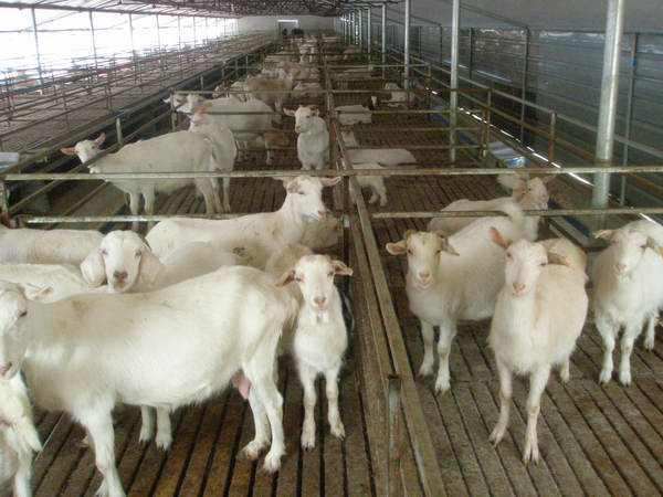 肉羊规模化养殖场建设