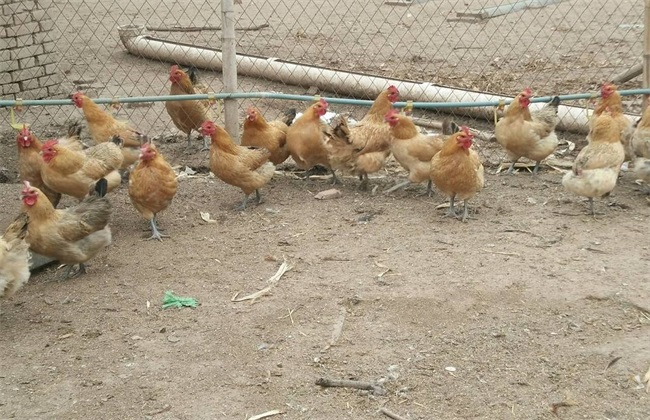 春季养鸡的管理技术