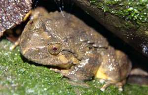 石蛙和牛蛙的区别_库百科牛蛙养殖