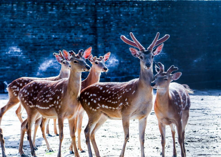 “珍稀动物”梅花鹿的养殖方法