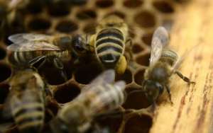 单独养一只蜜蜂怎么养？_库百科养蜂养殖