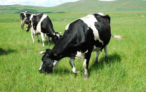 奶牛布病的危害及防控措施