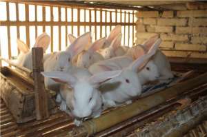 提高肉兔产肉率的诀窍_库百科兔子养殖