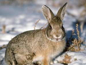 商品野兔的科学饲养法_库百科兔子养殖