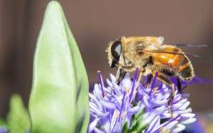 蜜蜂有几条腿和翅膀？_库百科养蜂养殖