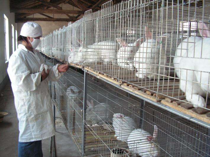肉兔养殖场防疫配种注意事项