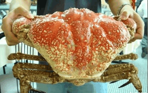 世界上最重的螃蟹，澳洲皇帝蟹体重72斤 