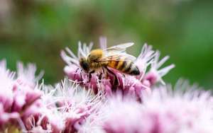 僵尸蜜蜂真的存在吗？_库百科养蜂养殖
