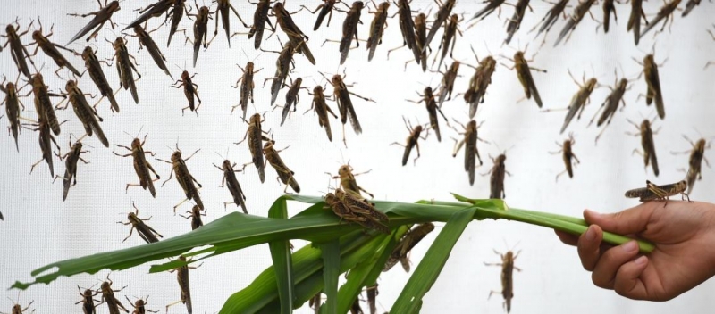 蚂蚱养殖方法和条件