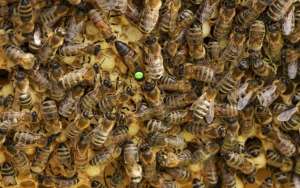 蜜蜂为什么要听蜂王的？_库百科养蜂养殖