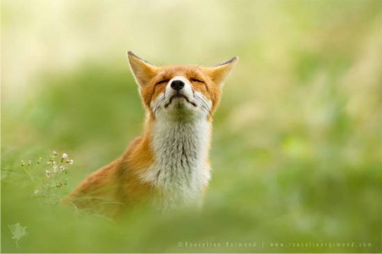 养殖狐狸需要补充哪些营养？