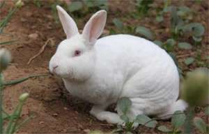新西兰肉兔养殖性能及特征_库百科兔子养殖